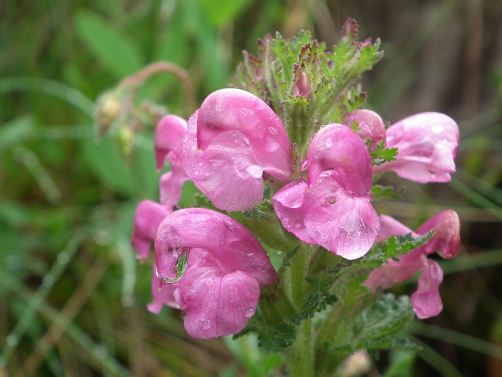 Pedicularis gyroflexa
